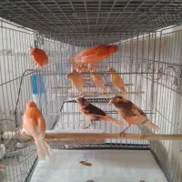 قناری|پرنده|ساوه, |دیوار