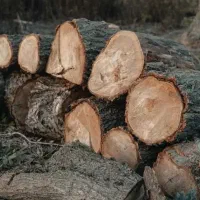 خریدار کنده پسته قطر ۱۵ سانت به بالا هستم