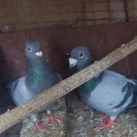 کفتر المانی سبز