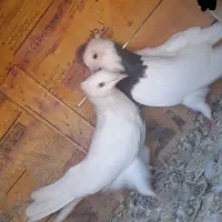 سه عدد کبوتر|پرنده|بیلوار, |دیوار