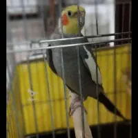 فروش فوری طوطی عروس