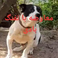 واگذاری سگ امریکن بولی(پیتبول)معاوضه بالاری