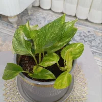 گل پتوس ابلق با گلدان سفالی