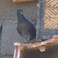کبوتر