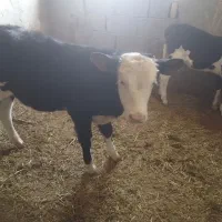 گوساله سیمنتال دو عدد