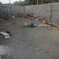 یک جفت بوقلمون|حیوانات مزرعه|بم, |دیوار