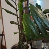 زاموفیلیا|گل و گیاه طبیعی|تهران, صادقیه|دیوار