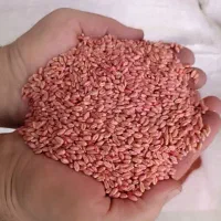 بذر گندم پیشگام