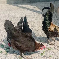 مرغ وخروس محلی اصل کاکی هستم|حیوانات مزرعه|کاکی, |دیوار