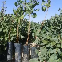 نهالستان گردو و پسته های پیوندی پالیز|خدمات باغبانی و درختکاری|زرندیه, |دیوار