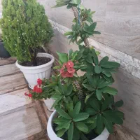 گلدان مادر مرجان هلندی طبیعی و زیبا و با دوام|گل و گیاه طبیعی|مشهد, اقبال|دیوار