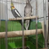 عروس هلندی|پرنده|اسلام‌شهر, شهرک امام حسین (میان آباد)|دیوار