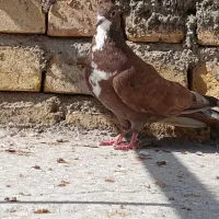 طوق ی4تاش 1تومن