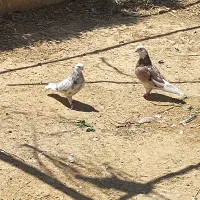 کفتر پرشی جفت دهن خور