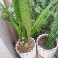 گل و گلدون