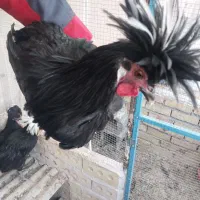 جوجه خروس لهستانی اصل|حیوانات مزرعه|فردوس (خراسان), |دیوار