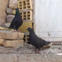جفتی خوشگل|پرنده|رفسنجان, |دیوار