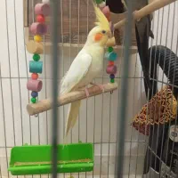 پرنده عروس هلندی سخنگو جفت