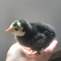 جوجه بوغلمون ۲ روزه در تالش