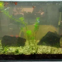 آکواریوم شیشه خم