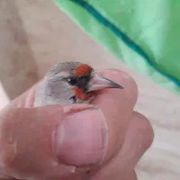 سهره کرمونی ماده|پرنده|خمینیشهر, |دیوار