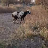 ۵ عدد میش اوستن