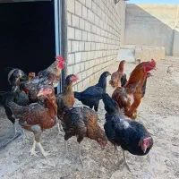 مرغ و خروس لاری و محلی