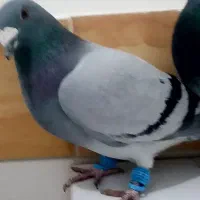 سلام دوستان|پرنده|تربت‌حیدریه, بالا ولایت|دیوار