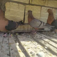 ارشینگل آرشینگل بولهد