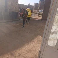 اسب|اسب و تجهیزات اسب‌سواری|شیرین‌سو, |دیوار