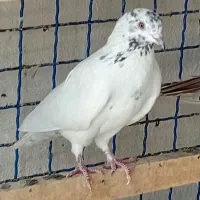 کفترپرشی