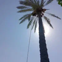 درخت خرما