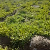 هندوانه محلی دانه ژاپنی درشت شیرین آبدار دانه|خوردنی و آشامیدنی|اسفراین, |دیوار
