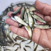 فروش بچه ماهی آمور|ماهی|بابل, |دیوار