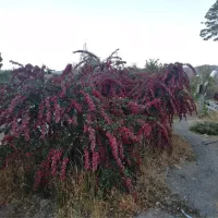 ۳۰۰۰ متر باغ مربع کامل موقعیت عالی|فروش خانه و ویلا|بیرجند, |دیوار