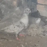 موشی نقره‌ای نر مست