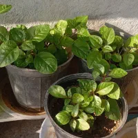 گیاه رونده آویزی