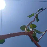 گل گیاه بدون آفت|گل و گیاه طبیعی|بوانات, |دیوار