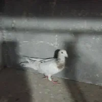 کبوتر هفت رنگ فروشی|پرنده|تاکستان, |دیوار