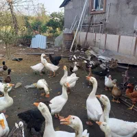 فروش غازواردک وقوغاز|حیوانات مزرعه|پیربازار, |دیوار