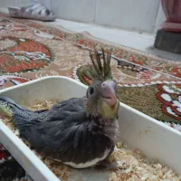 جوجه عروس هلندی