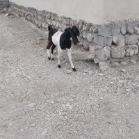 دو راس بز پاتر گلابی و یک راس بز نر و بزغاله نر