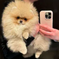 سگ پامرانین 85روزه خرسی واقعی ن اینایه الکی بازاری