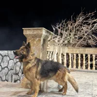 ژرمن شپرد شولاین