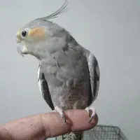 عروس هلندی ۲عدد ماده  مولد یک عدد جوجه نر|پرنده|محمدشهر, ولدآباد|دیوار