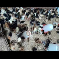 جوجه محلی وجوجه غاز محلی ۳روزه