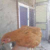 مرغ و خروس|حیوانات مزرعه|قم, بنیاد|دیوار