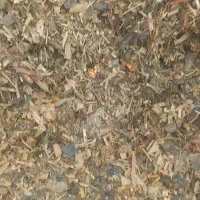 فروش ذرت علوفه ای