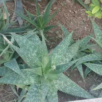 گل آلوورا|گل و گیاه طبیعی|اردکان, |دیوار