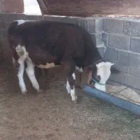 گوساله پروار|حیوانات مزرعه|ایوان, |دیوار